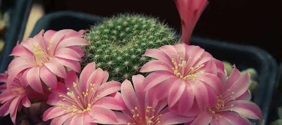 Açan Kaktüs Çeşitleri ve Dekorasyonda Kullanım İpuçları