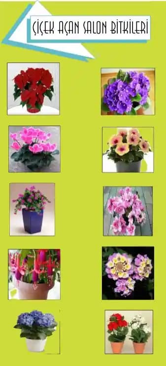 Salon Dekorasyonunda Kullanılan En Popüler Çiçekler ve Dekoratif İpuçları