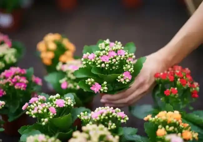 Sürekli Çiçek Açan Saksı Çiçekleri ile Dekorasyonunuzu Canlandırın