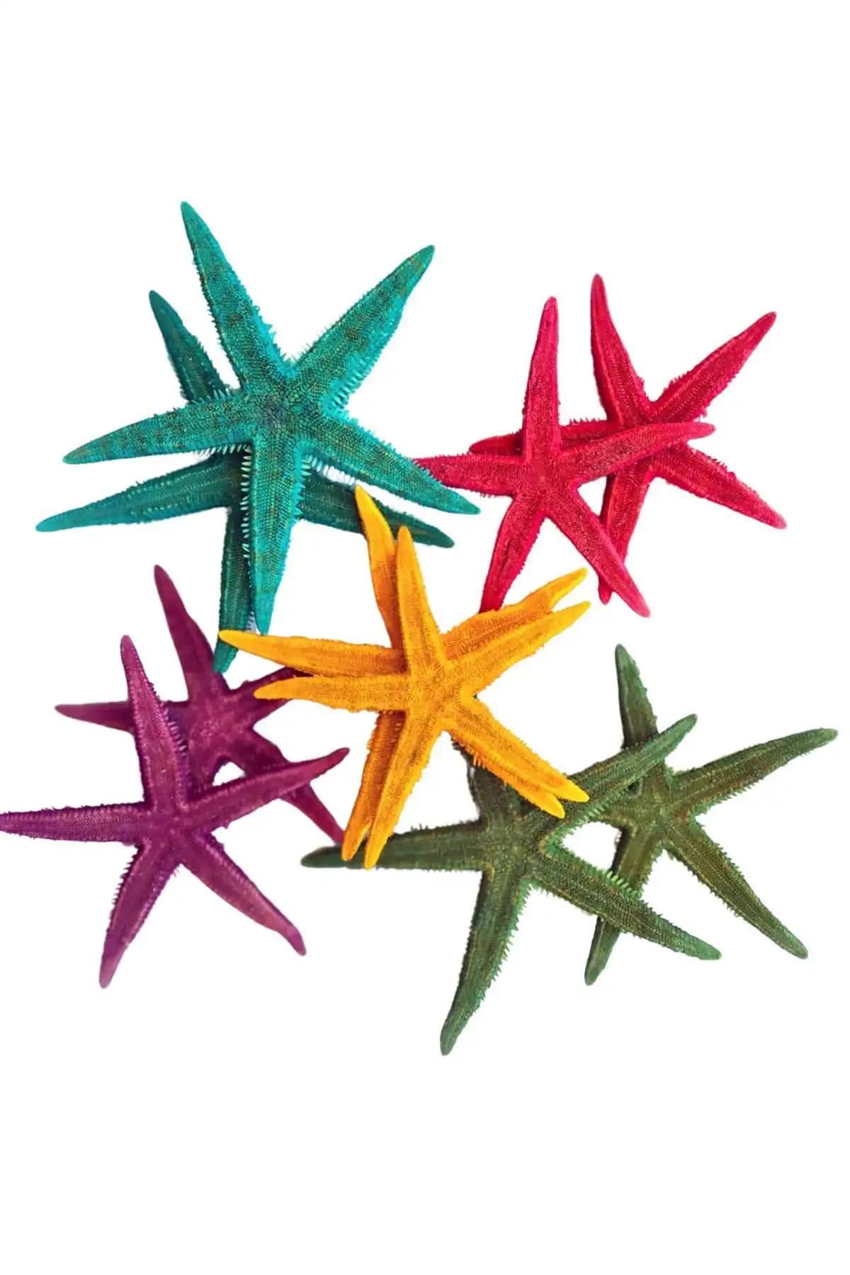 Ev Dekorasyonunu Zenginleştiren Gerçek Deniz Yılzıları ve Doğa Temalı Dekoratif Parçalar