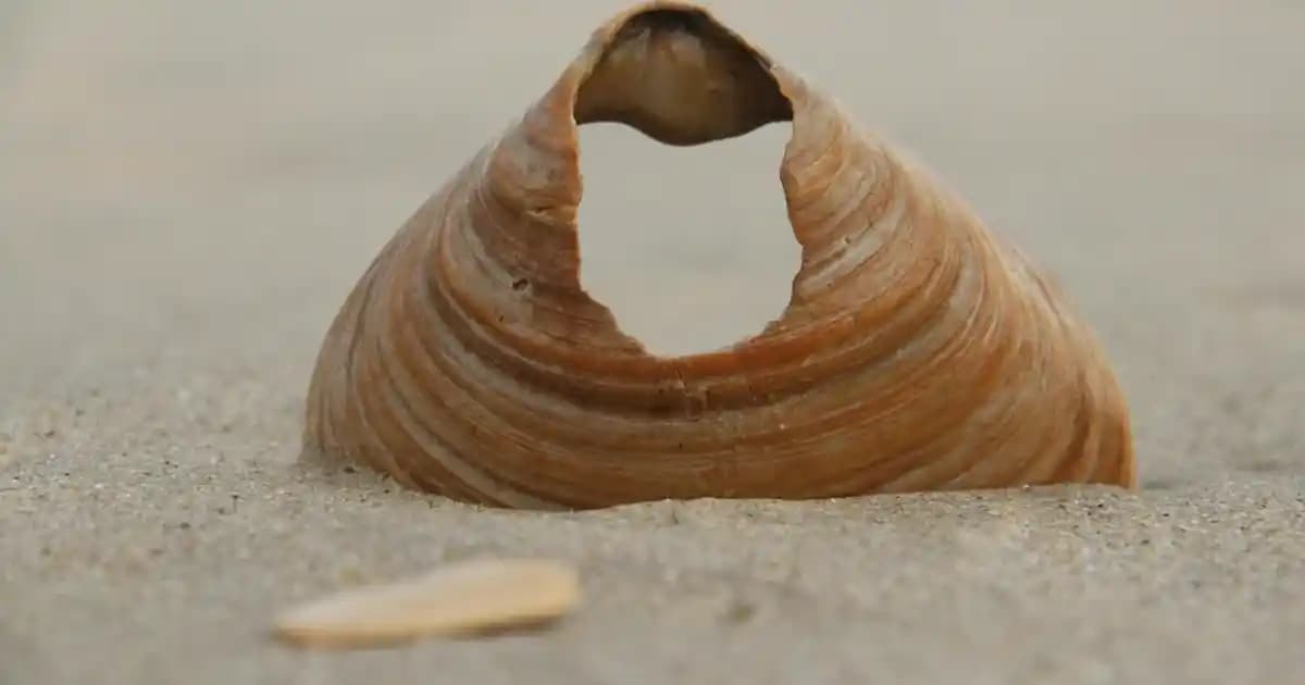 TV Ünitesi İçin Aksesuar Seçenekleriyle Evinize Şıklık Katın